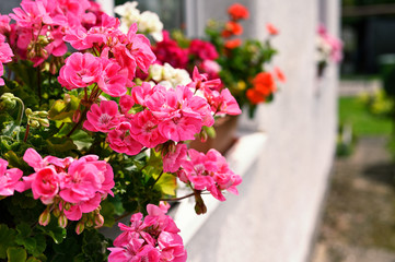 Canvas Print - Pink geranium flowers in a box on the window.