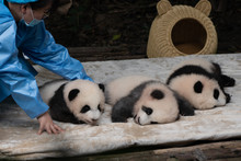 Sleeping Baby Panda Being Looked After In Chengdu China 
