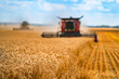 Corn in field closeup. Red grain harvesting combine in a sunny day in a blurred background . Yellow field with grain. Agricultural technic works in field.