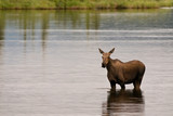 Fototapeta  - Moose In Wonder Lake
