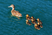 An Adult Duck With Seven Ducklings, Taken In Konjic In Bosnia And Herzegovina