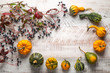 Colorful decorative gourds on rustic white wooden planks with vines