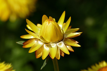 Wall Mural - A straw flower (Xerochrysum bracteatum) in front of a beautiful background