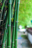 Fototapeta Sypialnia - Bamboo trees in the garden