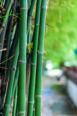  Bamboo trees in the garden