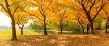 Beautiful Yellow Ginkgo Tree In Autumn Garden