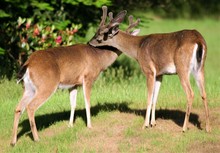 Two Mule Deer Seen In The Fall In The Pacific Northwest
