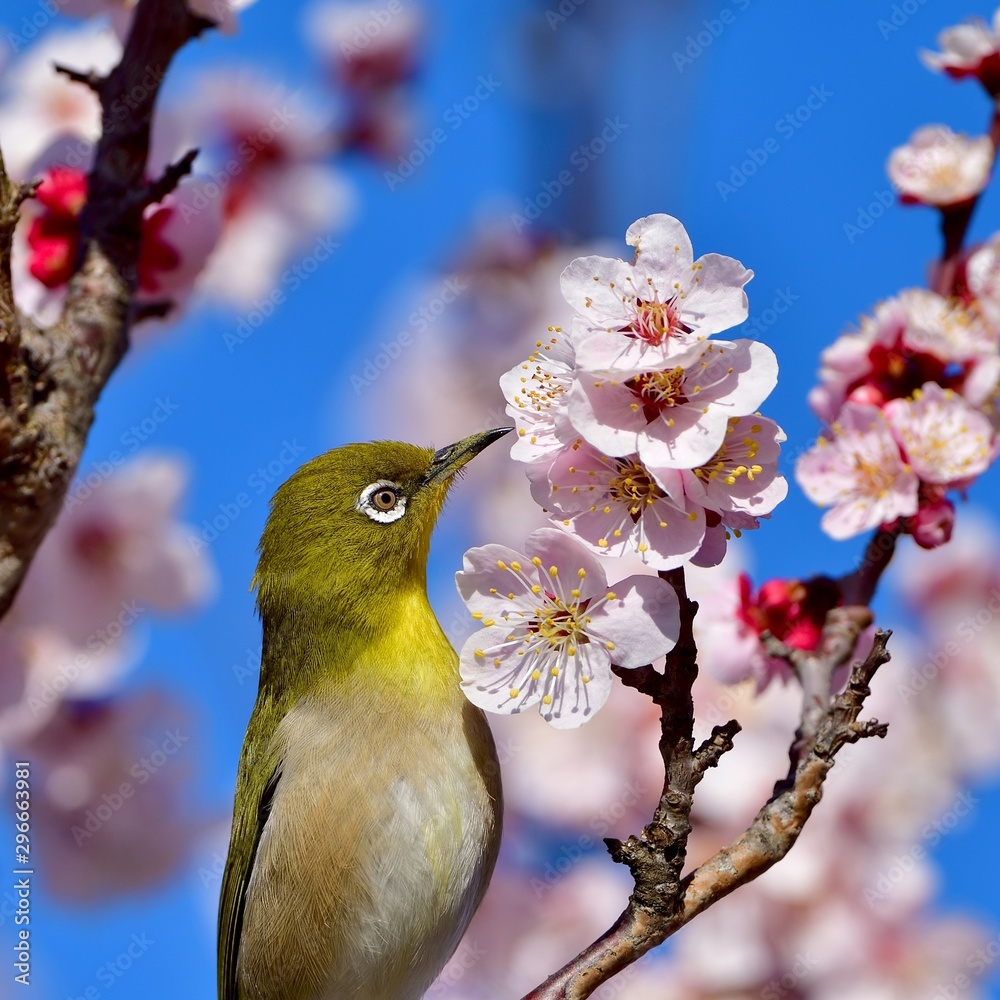 青空バックに満開の梅の花と戯れるメジロ の Stock フォト | Adobe Stock