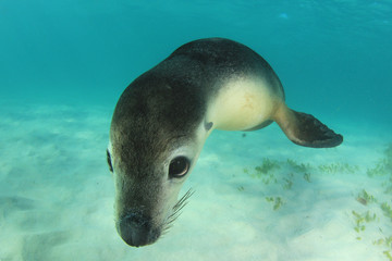 Poster - Australian Sea Lion 