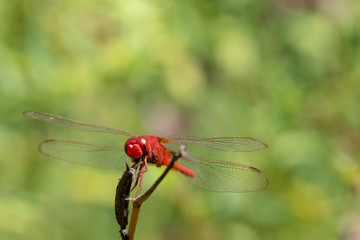 Wall Mural - Image of dragonfly red perched on the grass top in the nature.