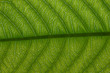 texture of guava leaf