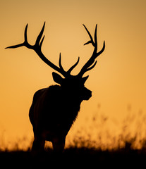 Wall Mural - elk silhouette on top of a mountain
