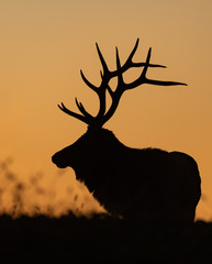 Wall Mural - elk silhouette on top of a mountain