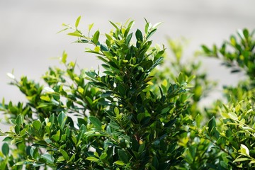 Wall Mural - fresh parsley on white background