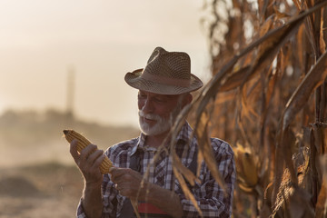 Sticker - Farmer looking at corn cob for harvest