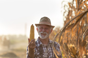 Canvas Print - Farmer showing corn cob for harvest