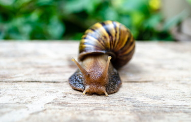 Brown Snail