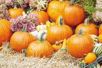 Wall Mural - Beautiful display of pumpkins and gourds with autumn flowers