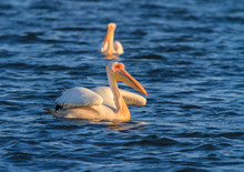 Beautiful White Great Pelicans In The Danube Delta, At Sunrise