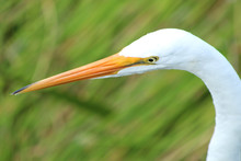 White Bird In The Florida Swamp