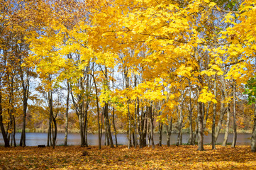 Wall Mural - Vivid yellow foliage on trees on river bank