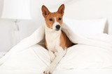 Fototapeta Psy - Cute Basenji dog lying on the bed