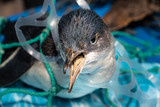 Fototapeta Na ścianę - Marine plastic pollution and nature conservation concept - penguin trapped in plastic net