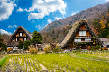 Farmer village in Autumn. Shirakawako, Japan