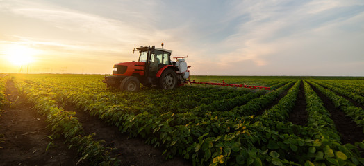 Tractor spraying soybean field in sunset