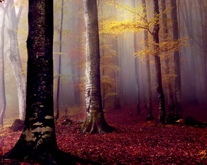 Wall Mural - Beech autumn forest in the fog in the early morning. Gloomy fantastic magic forest.