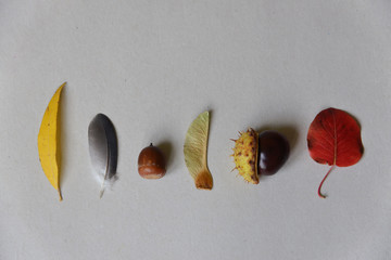 Sticker - autumn composition, leaf, feather, chestnut, acorn, seed