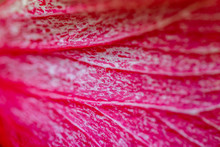 Close Up Of The Petal Of Hibiscus Flower.Selective Focus Flower Background.