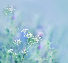 Tender field white flowers on a gentle artistic natural background.