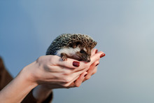 Cute African Hedgehog On Woman Palms. Pets Concept