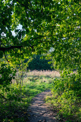 Wall Mural - Un chemin entre forêt et prairie