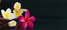 Panorama Of Plumeria Flowers Fresh For Banner Or Cards Background. Spring Landscape Of Pink And White Plumeria Flower. Bright Colorful Spring Flowers