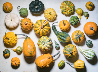 Wall Mural - large group of pumpkin and squash