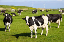 Black And White Cows On Farmland