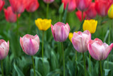 Fototapeta Tulipany - チューリップの花　春イメージ