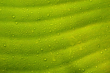 green leaf closeup for background