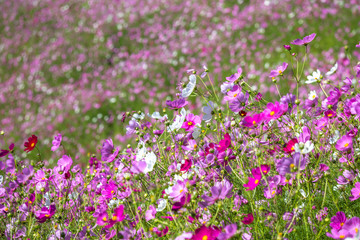  コスモス畑　秋イメージ