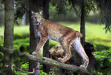 Majestic lynx walk. Wild animal in its Natural surrounding.