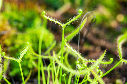Cuadros en Lienzo Insectivorous plant Drosera close up showing its sticky drops to capture insect
