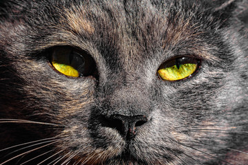 Dark gray cat with yellow eyes looks straight into the camera against a blue sky.