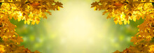 Decorative Holiday Autumn Banner Decorated With Branches With Fall Golden Yellow Maple Leaves On Background Of Blurred Autumnal Foliage And Place For Your Text, Indian Summer.