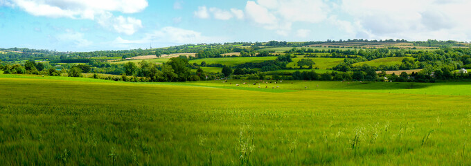 Scenic panoramic view of rolling countryside green farm fields with sheep, cow  and green grass in New Grange, County Meath
