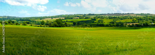 Fotomural Scenic panoramic view of rolling countryside green farm fields with sheep, cow