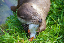 Wild Eurasian Otter Eating Fish