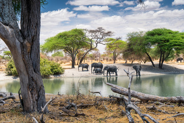 family of african elephants drinking at a waterhole in tarangire national park. tanzania. amazing bl