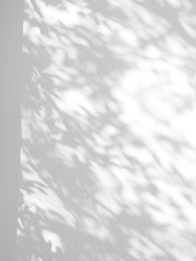 Canvas Print - abstract shadow of the leaves on a white wall background